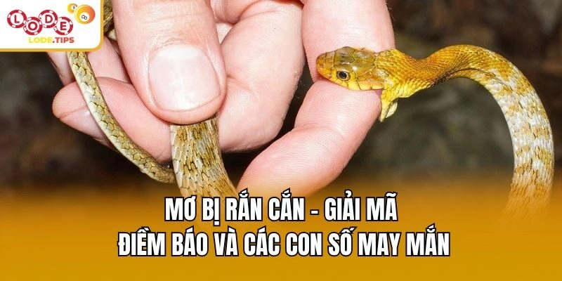 Mơ Bị Rắn Cắn - Giải Mã Điềm Báo Và Các Con Số May Mắn