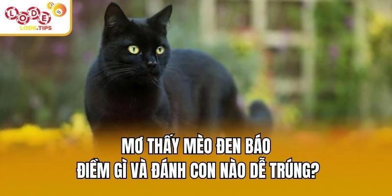 Mơ Thấy Mèo Đen Báo Điềm Gì Và Đánh Con Nào Dễ Trúng?