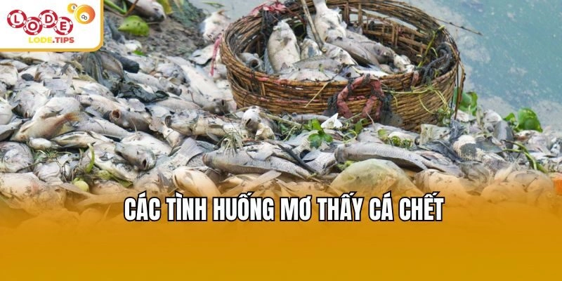Các tình huống mơ thấy cá chết